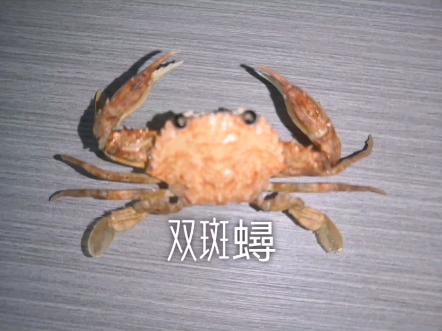 涓浗閾舵渤璇佸埜鍙屽瓙鏄熺數鑴戠増